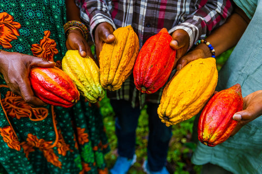 O Cacau Através do Tempo