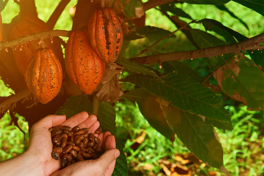 Nosso Cacau - Origem Amazônia